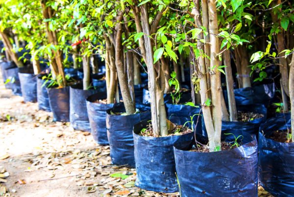 plant grow bags