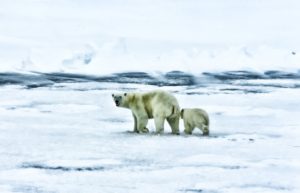 polar bear in Arctic