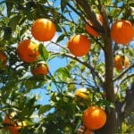 grow bags for oranges