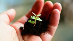 image of a seedling in a hand