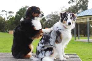 one dog scratching another dog