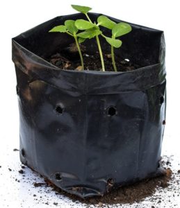 image of a black nursery bag filled with a seedling