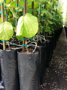 image of black custom grow bags with plants