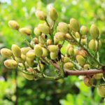 grow bags for pistachios