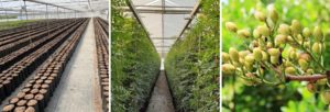 TDI's Plant Bags for pistachios in a greenhouse