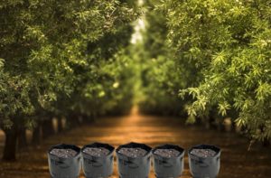 Image of plastic grow bags at an orchard