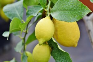 grow bags for lemons