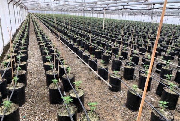 image of nursery using plastic grow bags from TDI