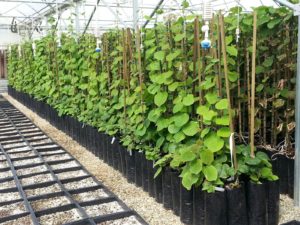 image of green plants in nursery grow bags as an example of simple poly packaging