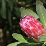 grow bags for protea plants