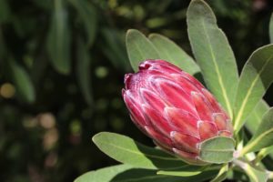 grow bags for protea plants