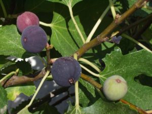 grow bags for figs