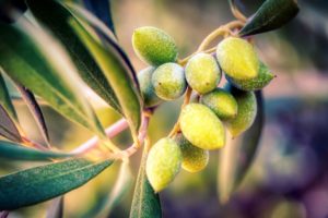 grow bags for olives