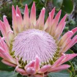 grow bags for protea flowers