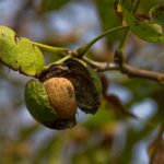 grow bags for walnuts