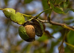 grow bags for walnuts