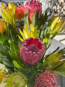 image of a bouquet of flowers from the Protea family