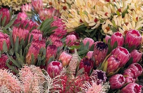 image of protea flowers