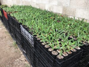 image of TDI's plant grow bags in crates filled with plants