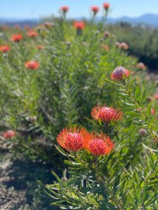 image of orange flowers from the Protea family in the field