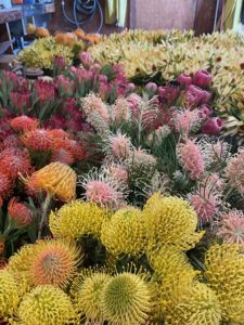 image of flowers from the Protea family 
