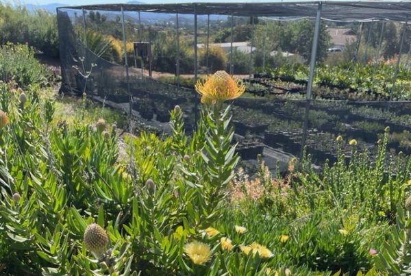 image of a protea farm nursery with poly grow bags in the background