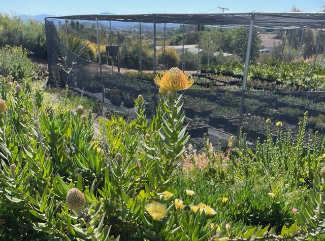 image of a protea farm nursery with poly grow bags in the background