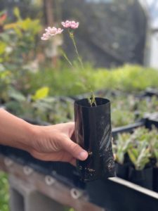 image of a hand holding one of TDI's narrow black plastic grow bags with a small flowery plant in it