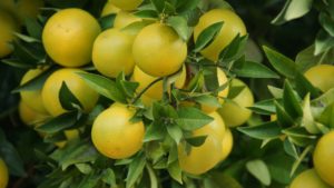 image of lemons growing on a tree branch