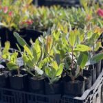 image of narrow grow bags with protea plants