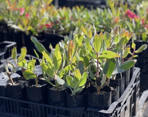 image of custom grow bags with protea plants