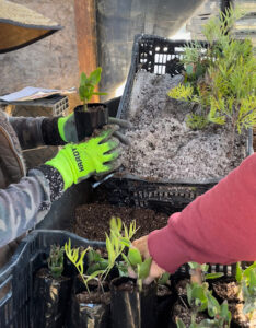 image of 2 people filling up black thin plastic grow bags from TDI Custom Packaging, Inc. with soil