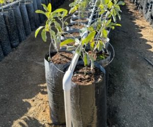 image of plant grow sleeves filled with young trees out in the field