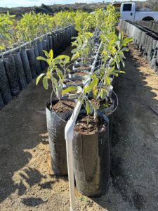 image of black nursery grow bags filled with avocado plants