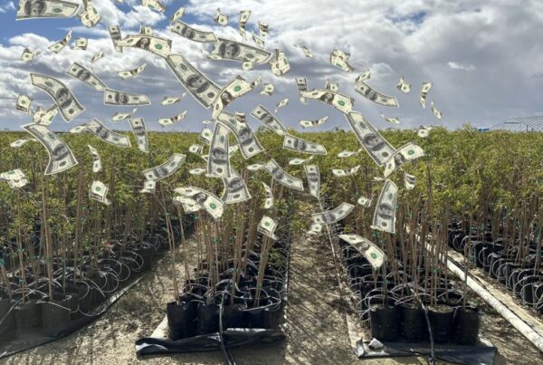 image of dollars falling from the sky unto field of plastic grow bags filled with young trees