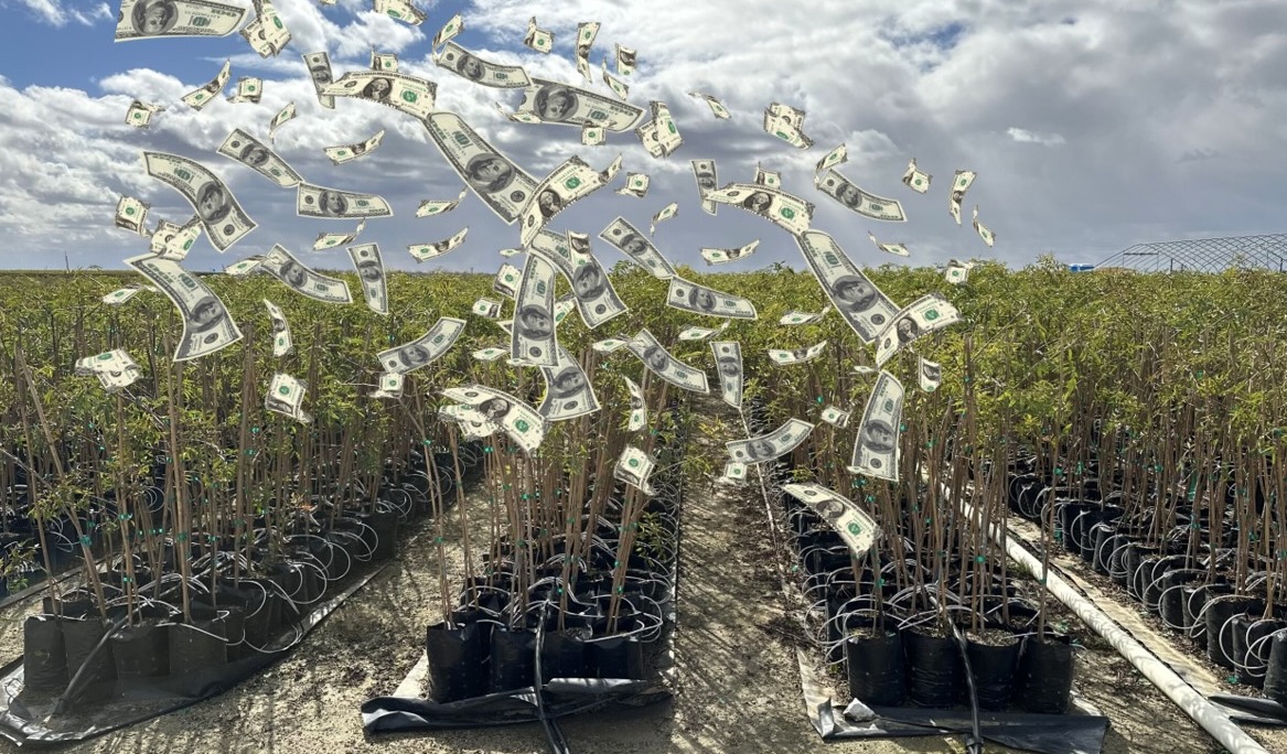 image of dollars falling from the sky unto field of plastic grow bags filled with young trees