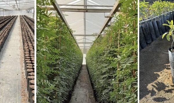 image of greenhouses and a field with black custom grow bags from TDI Custom Packaging, Inc.
