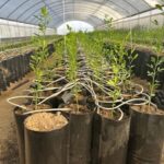 image of a greenhouse with rows of plastic plant bags