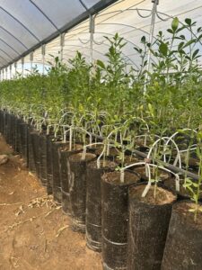 image of black nursery grow bags at a nursery