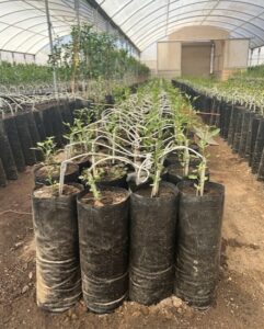 image of black nursery grow bags inside a greenhouse