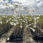 image of a field with plastic plant bags and paper money falling down