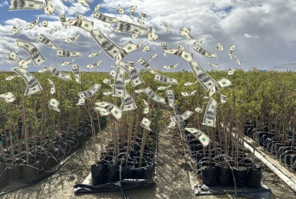 image of a field with black plant bags and paper money falling down