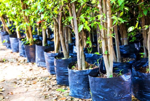 image of nursery grow bags from TDI Custom Packaging, Inc.