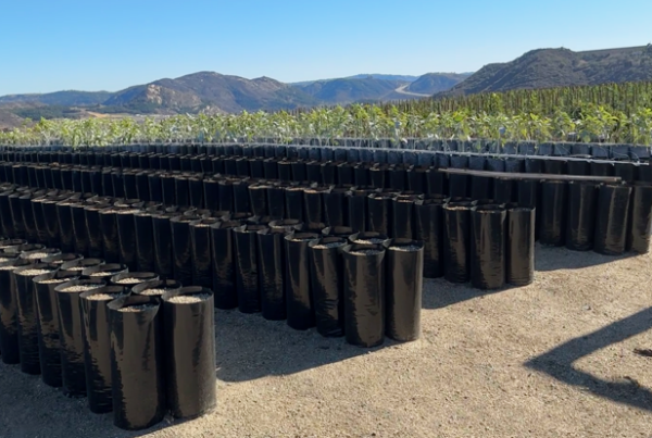 image of TDI plant grow bags in a nursery