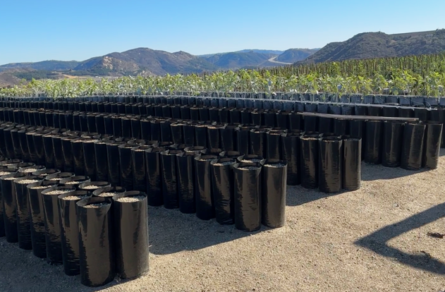 image of TDI plant grow bags in a nursery