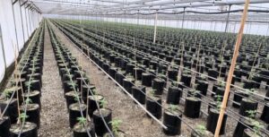 nursery grow bags in a greenhouse with young plants as manufactured by TDI Custom Packaging